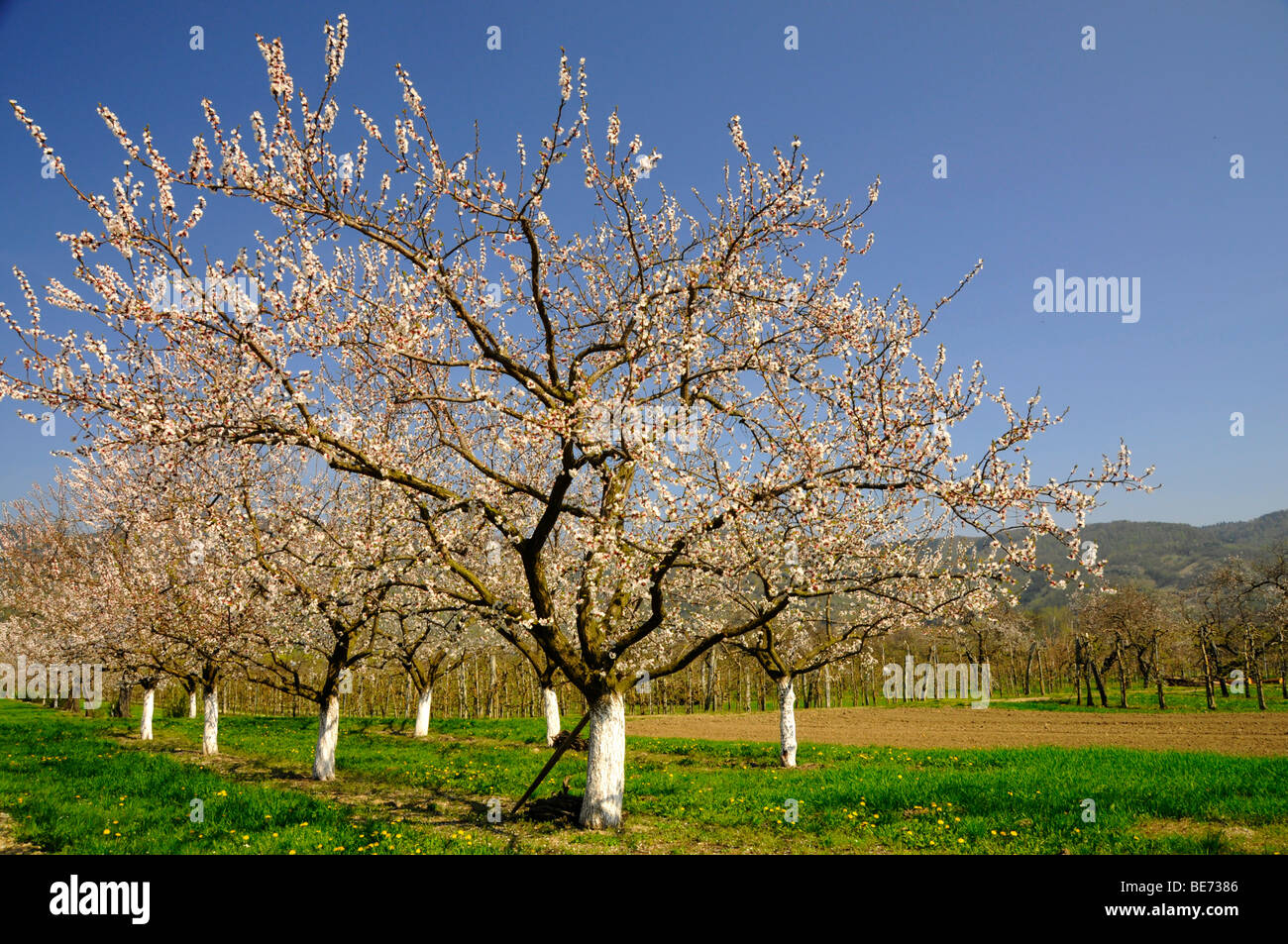 Apricot trees (Prunus armeniaca) in bloom, Wachau, Austria's biggest apricot growing area, Lower Austria, Austria, Europe Stock Photo
