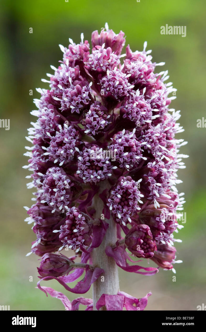 Common Butterbur (Petasites hybridus), Almtal, Upper Austria, Europe Stock Photo