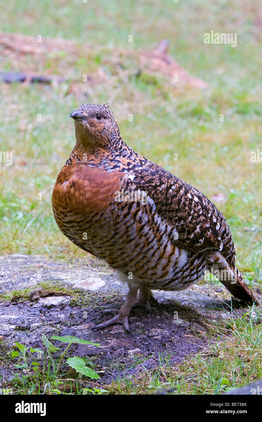 Capercaillie (Tetrao urogallus), female, Bavarian Forest National Park, Bavaria, Germany, Europe Stock Photo
