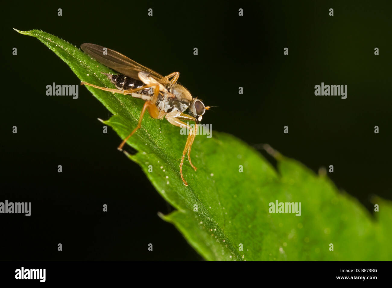 Fly (order Diptera, suborder Brachycera) Stock Photo