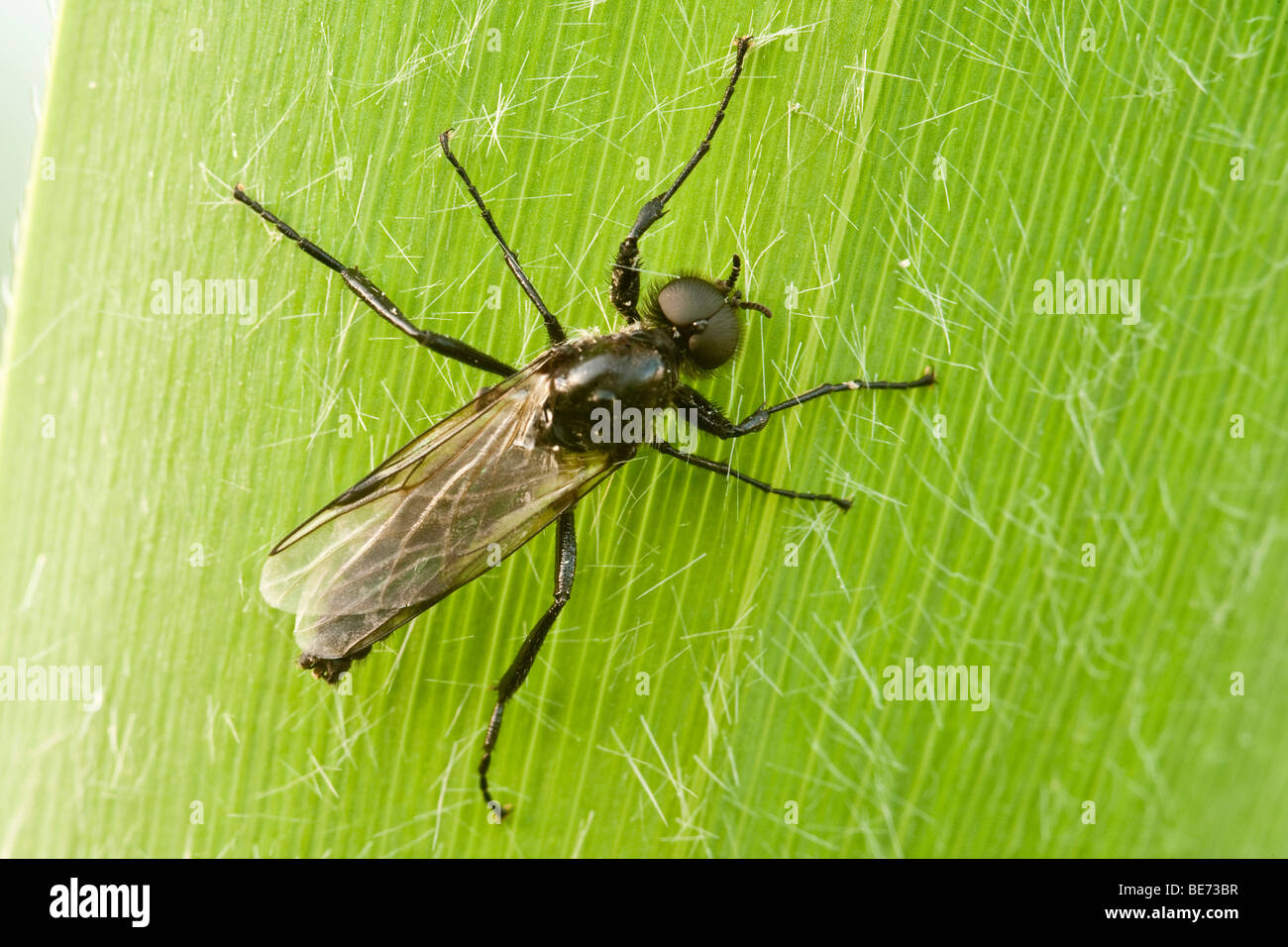 March fly (fam. Bibionidae) Stock Photo
