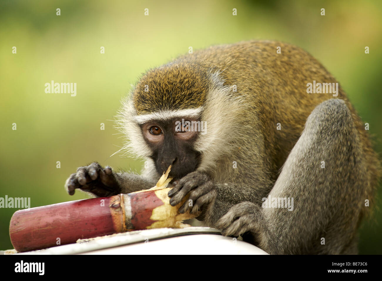 Vervet monkey (Chlorocebus pygerythrus) eating sugar cane in Uganda. Stock Photo