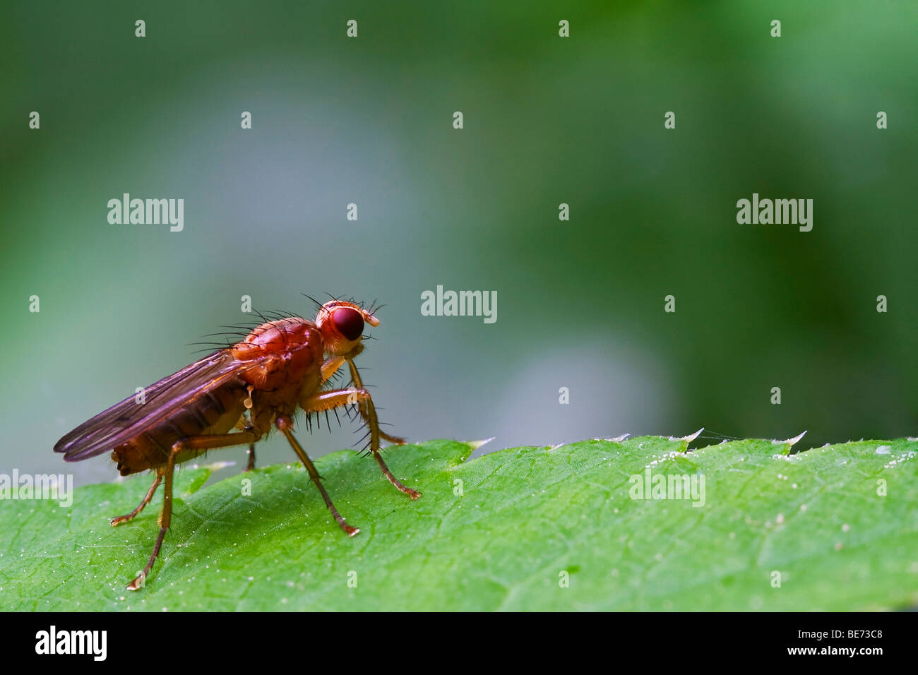Fly (Diptera) Stock Photo