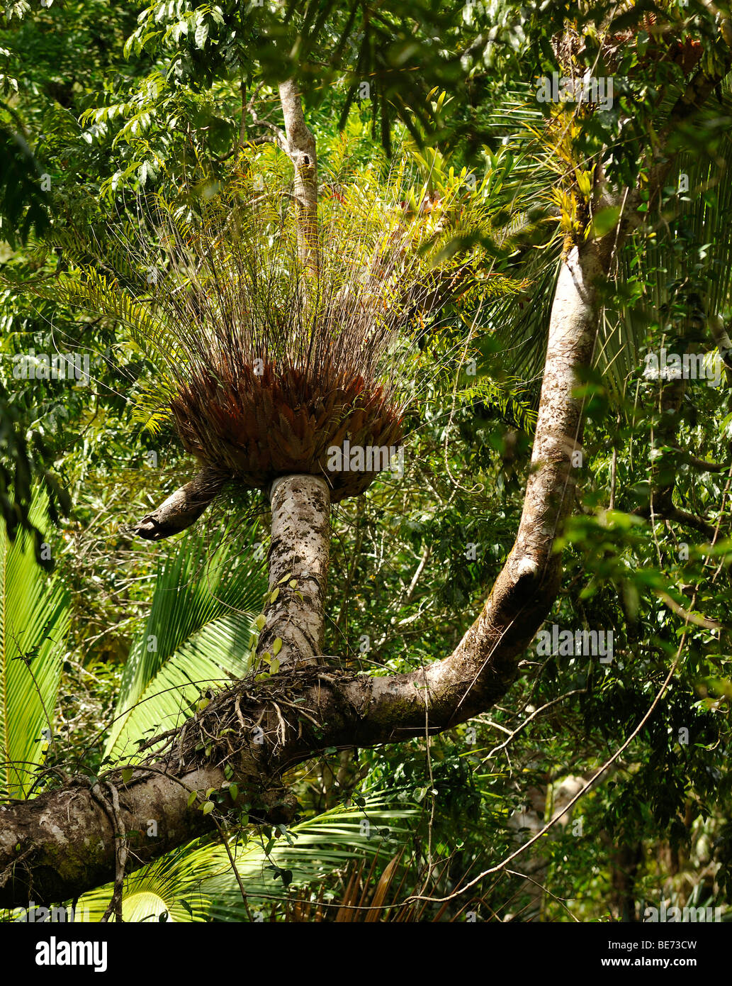 Basket fern (Drynaria rigidula), rain forest, Daintree National Park, Queensland, Australia Stock Photo