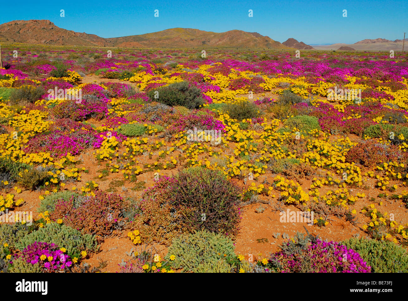 Flowers after heavy rainfall in the Succulent Karoo, Namaqualand, near Aus, Namibia, Africa Stock Photo