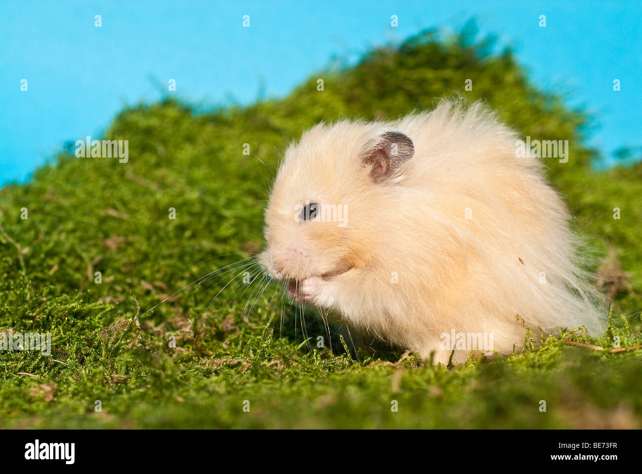 Golden hamster cleaning itself Stock Photo