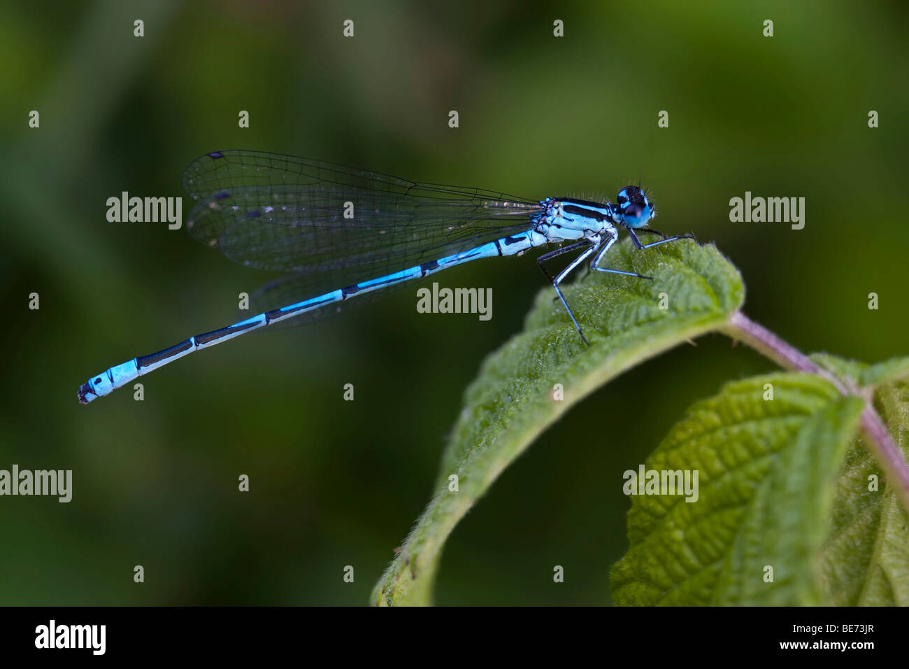 Azure Damselfly (Coenagrion puella), male Stock Photo - Alamy