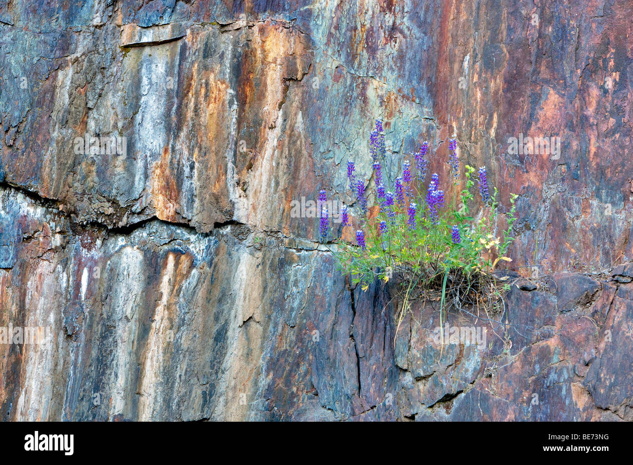 Lupine growing in rock wall. Yosemite National Park, California Stock Photo