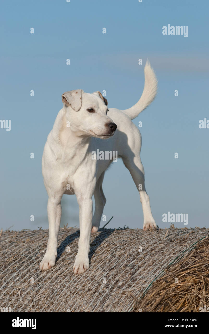 Parson Jack Russell Terrier, standing, full grown Stock Photo