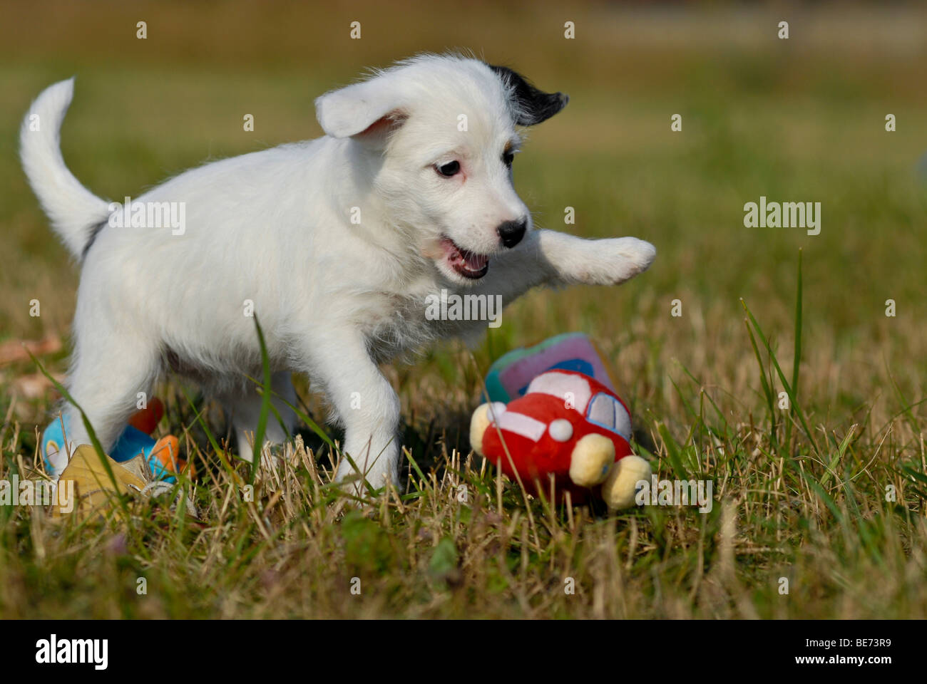 Small Parson Jack Russell Terrier playing with toys Stock Photo