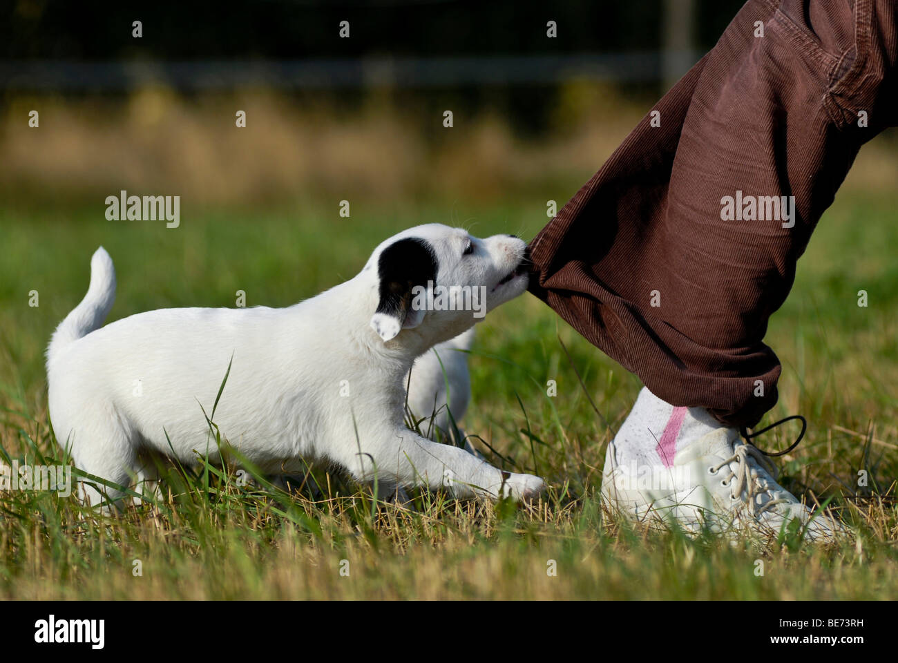 Small Parson Jack Russell Terrier, tearing at a trouser leg Stock Photo