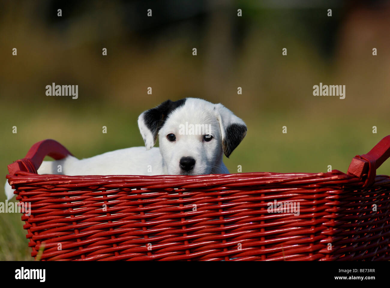 Small Parson Jack Russell Terrier looking out of a basket Stock Photo