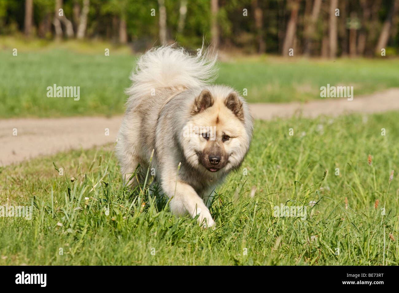 Eurasier dog walking across a lawn Stock Photo