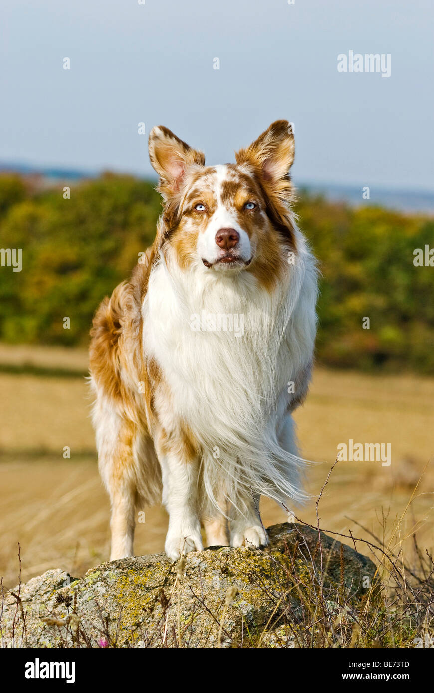 Border Collie standing on a stone Stock Photo