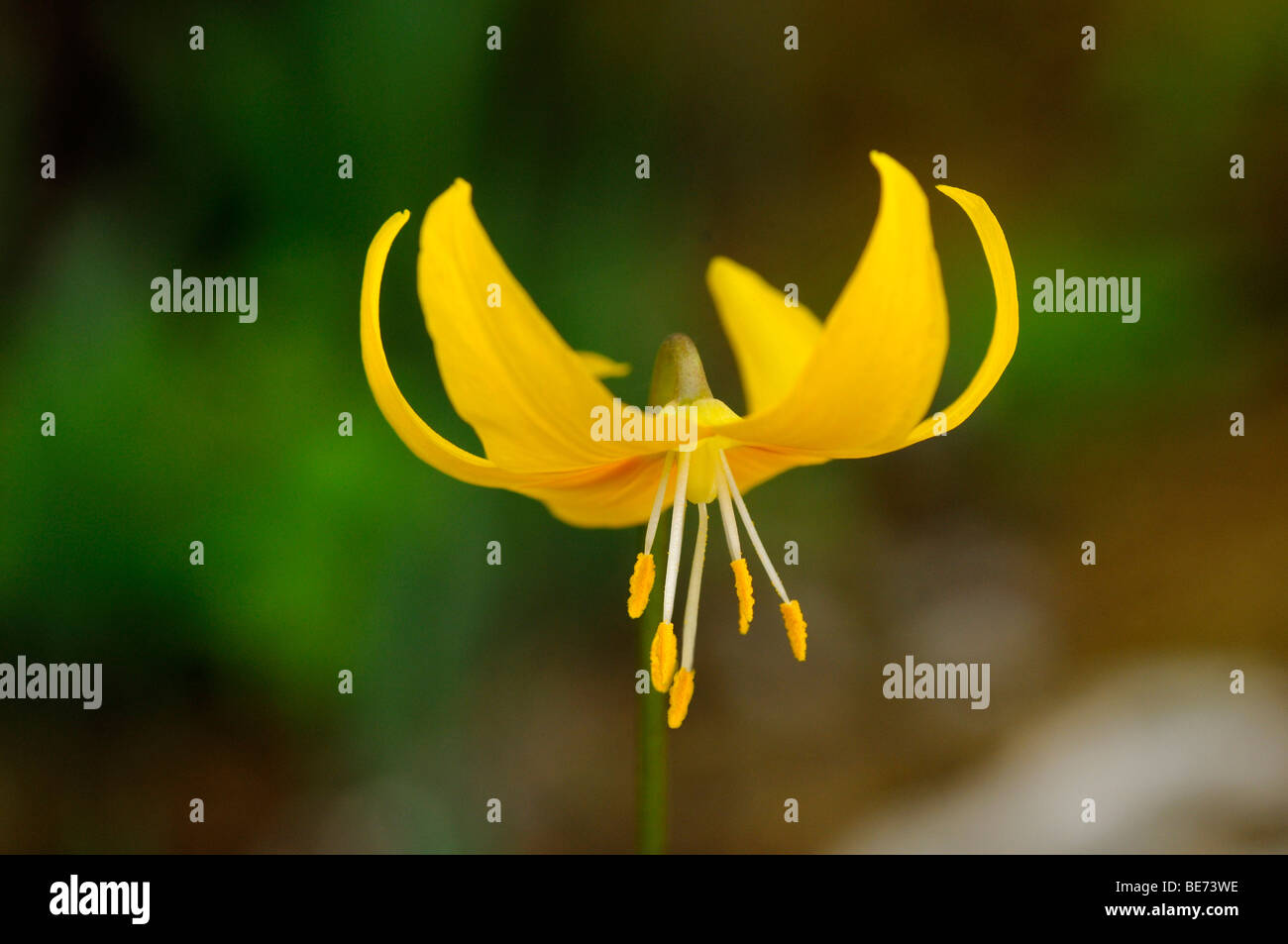 Flowering Henderson's Fawn Lily (Erythronium hendersonii) Stock Photo