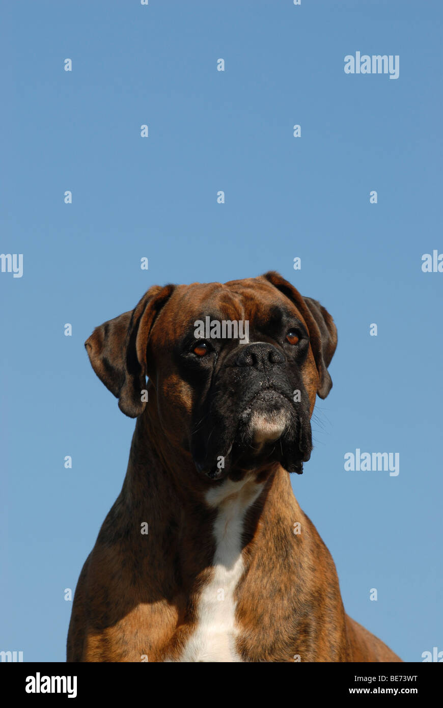 Portrait of a German Boxer Stock Photo - Alamy