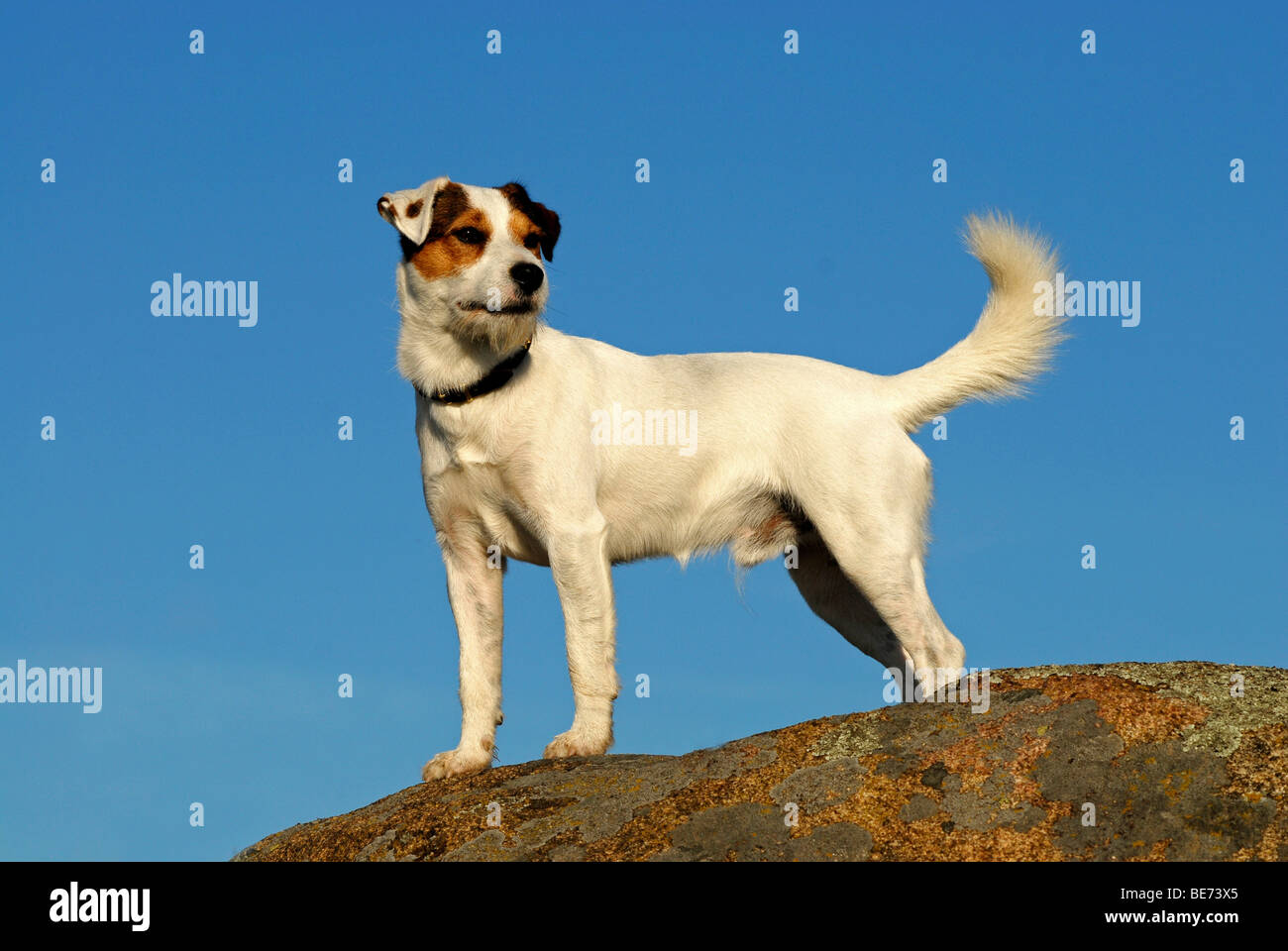 Parson Jack Russell Terrier, standing Stock Photo