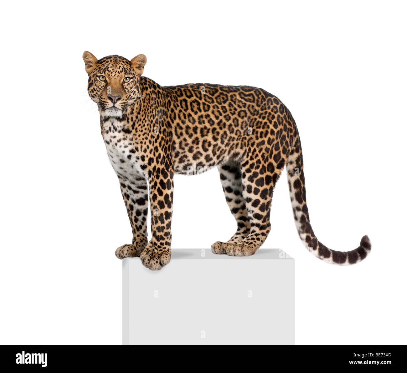 Portrait of leopard, Panthera pardus, on pedestal against white background, studio shot Stock Photo