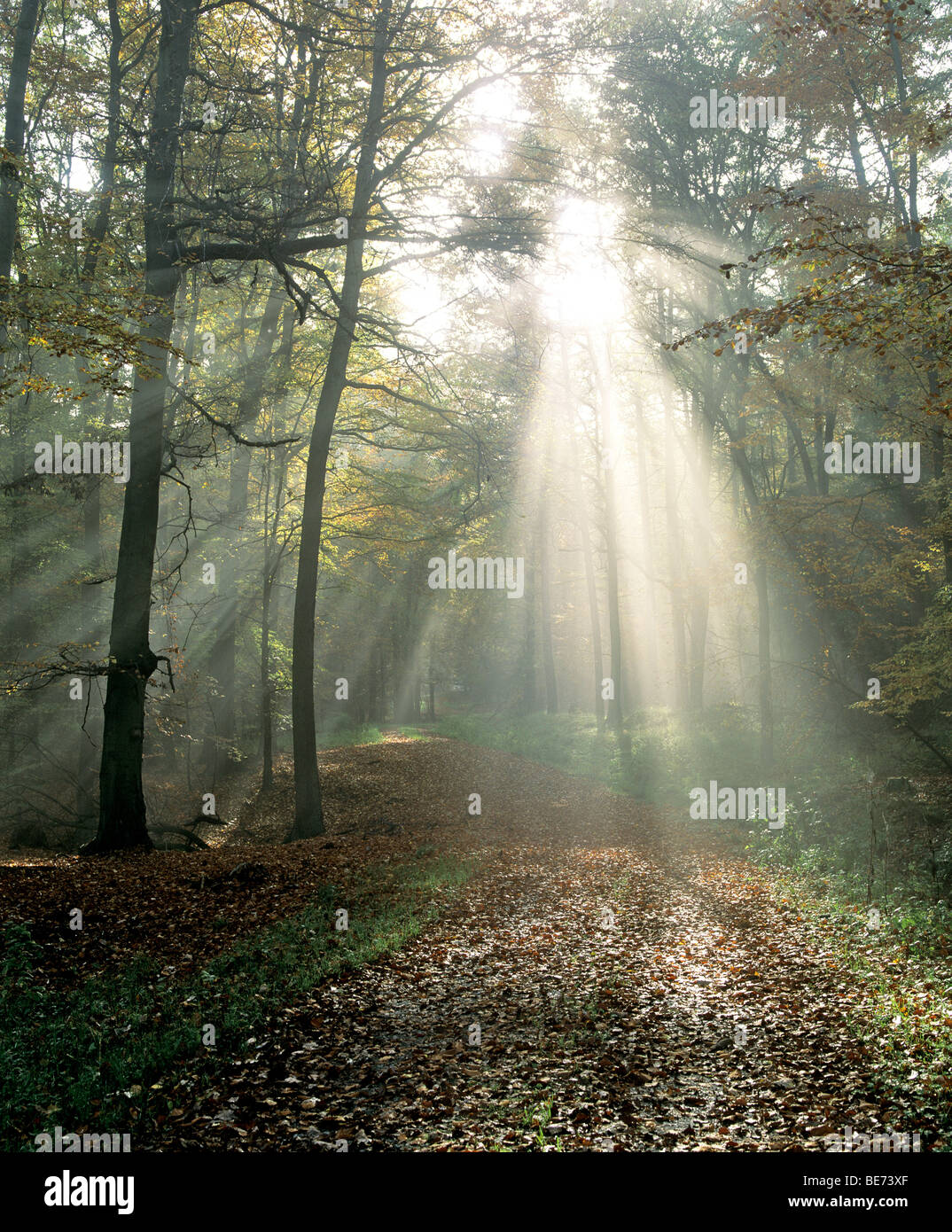 Sunrays breaking through morning mist, backlit spruce Stock Photo