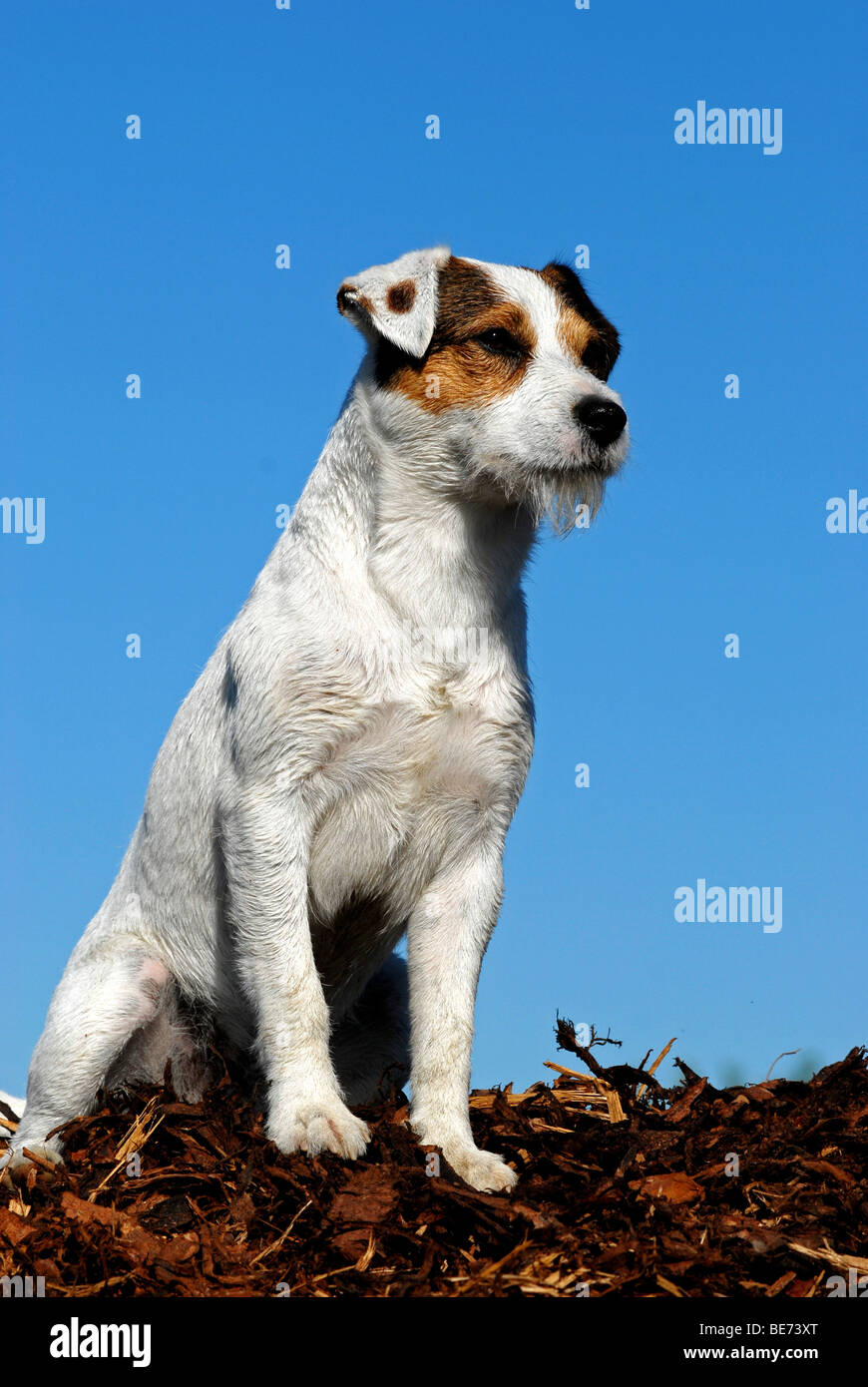 Parson Jack Russell Terrier, sitting Stock Photo