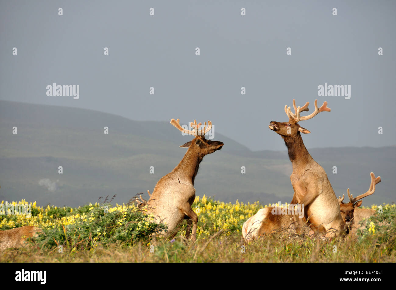 Sparring tule elk in Point Reyes, California Stock Photo