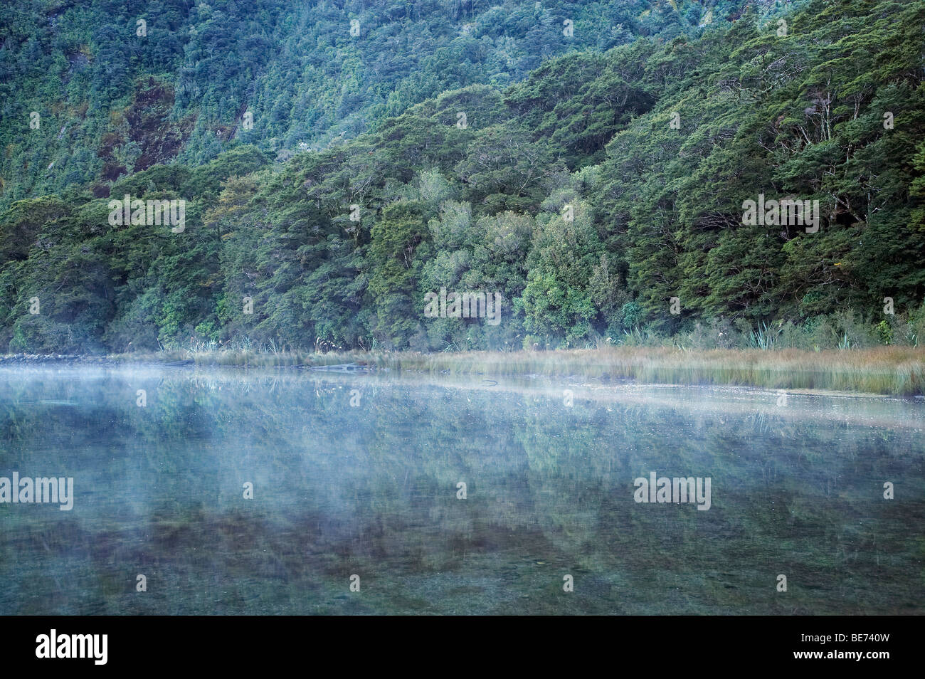 Mist and Rainforest, Milford Sound, Fiordland National Park, South Island, New Zealand Stock Photo
