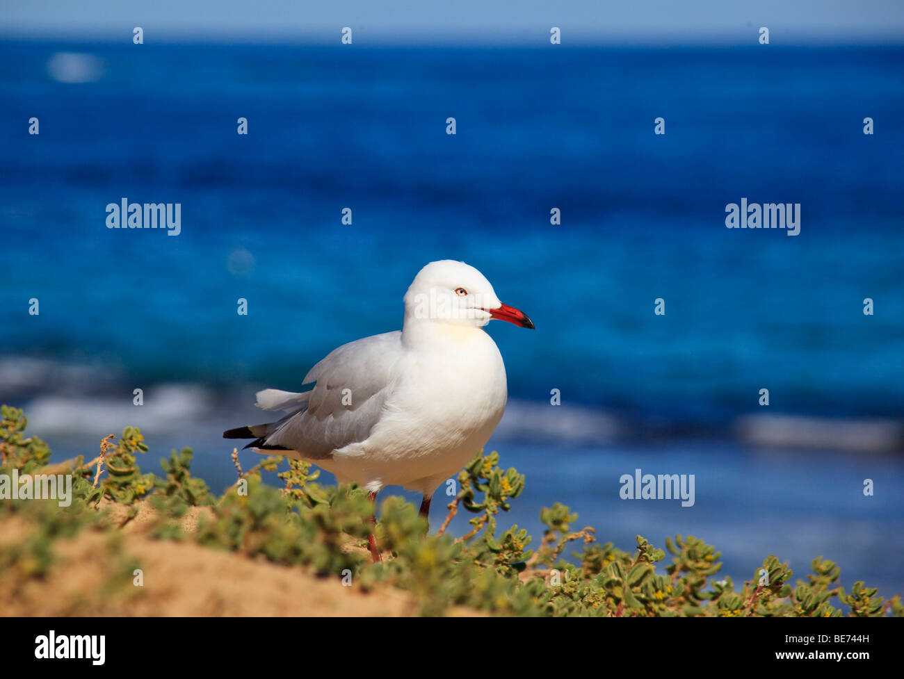 The sea gull in Perth, Western Australia, Australia Stock Photo