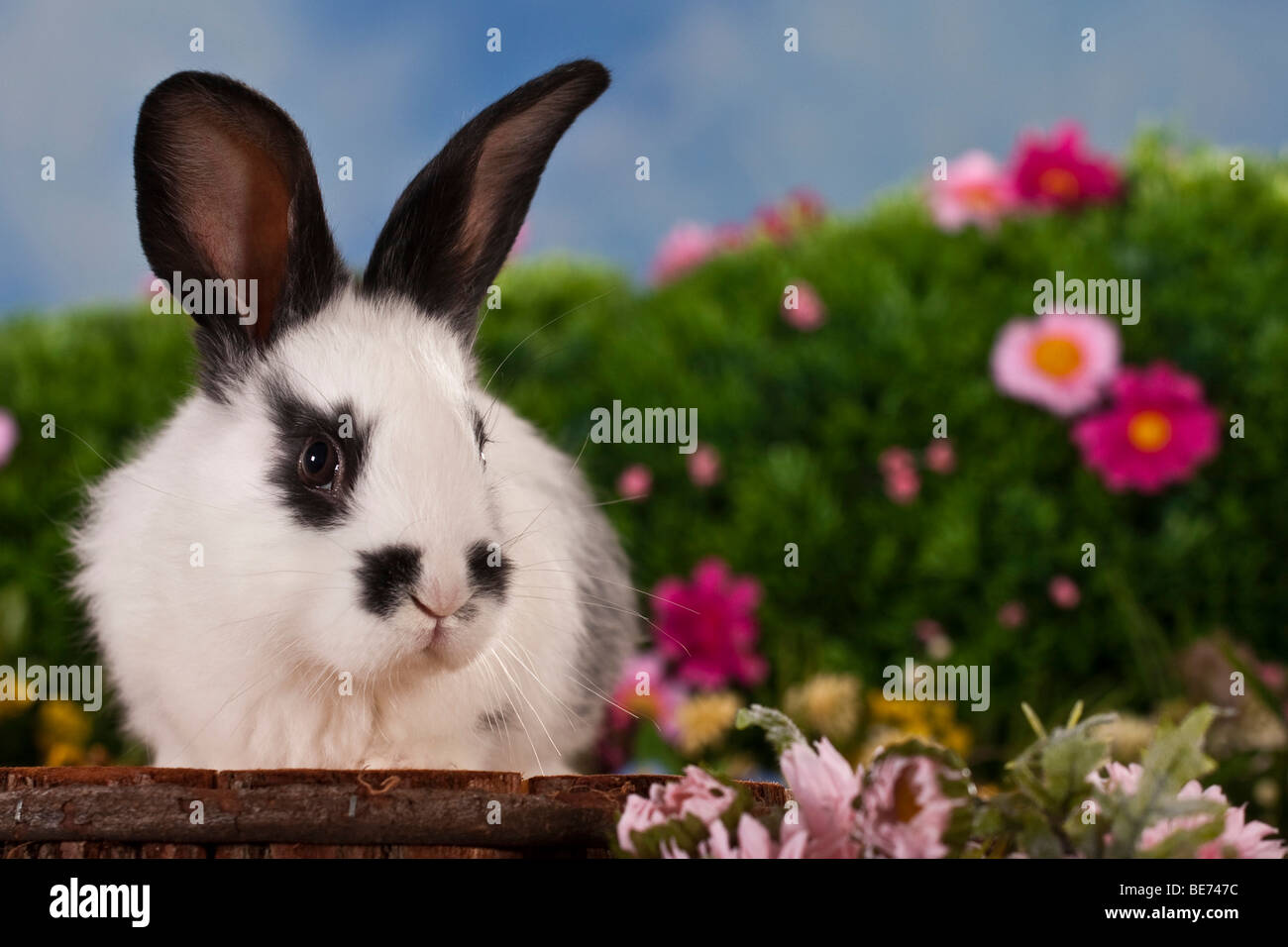 Black-white spotted rabbit, surrounded by flowers Stock Photo