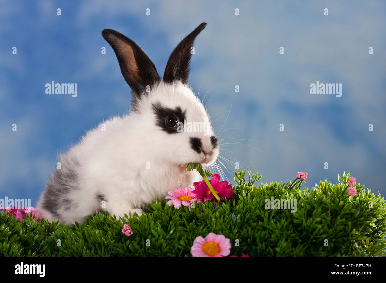 Black-white spotted rabbit in flower meadow Stock Photo