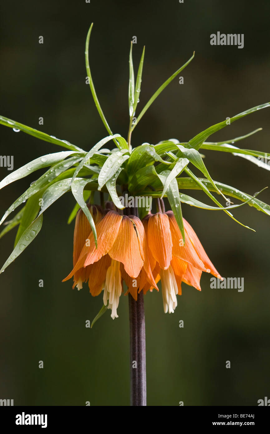 Crown Imperial (Fritillaria imperialis Stock Photo Alamy
