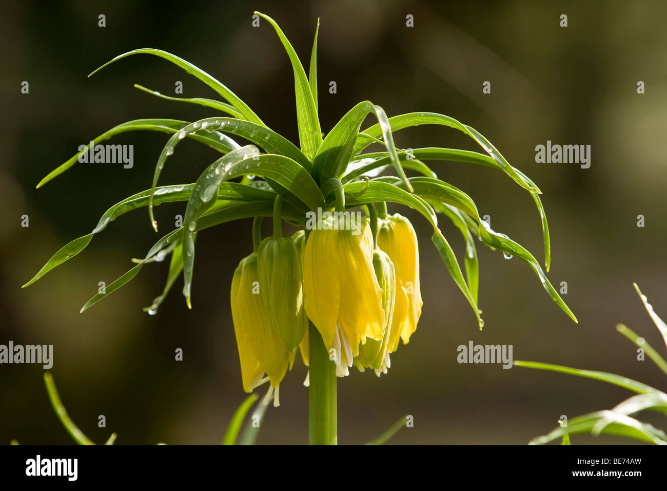 Crown Imperial (Fritillaria imperialis) Stock Photo