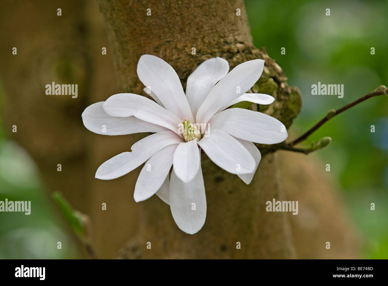 Star Magnolia (Magnolia stellata), blossom growing from a tree Stock Photo