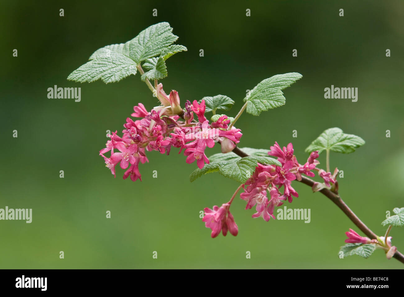 Red-flowering Currant (Ribes sanguineum), close-up of a branch with blossoms Stock Photo