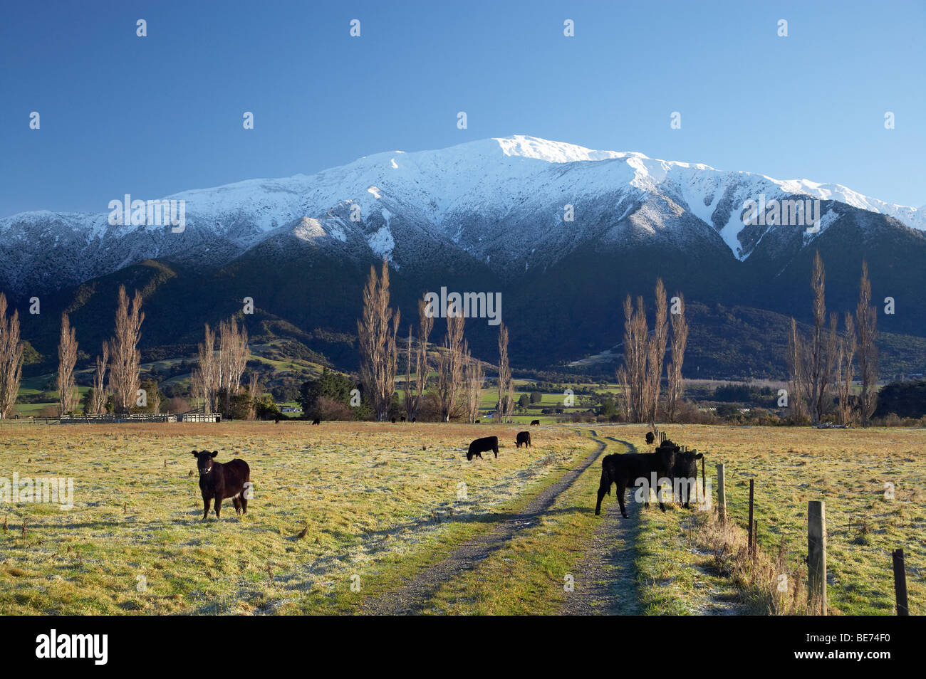 Calves, Farmland and Seaward Kaikoura Range, Kaikoura, South Island