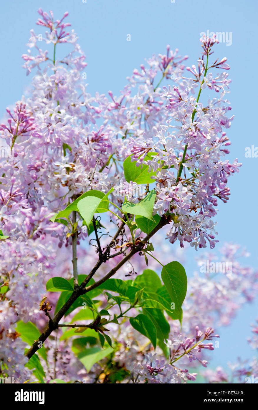 Lilac (Syringa), purple flowering Stock Photo