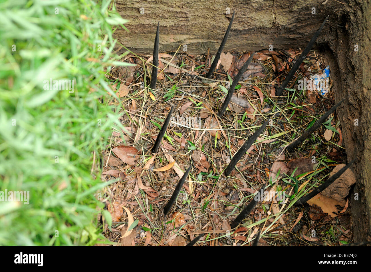 Trap with metal spikes, Viet Cong tunnel system in Cu Chi, Vietnam, Asia Stock Photo