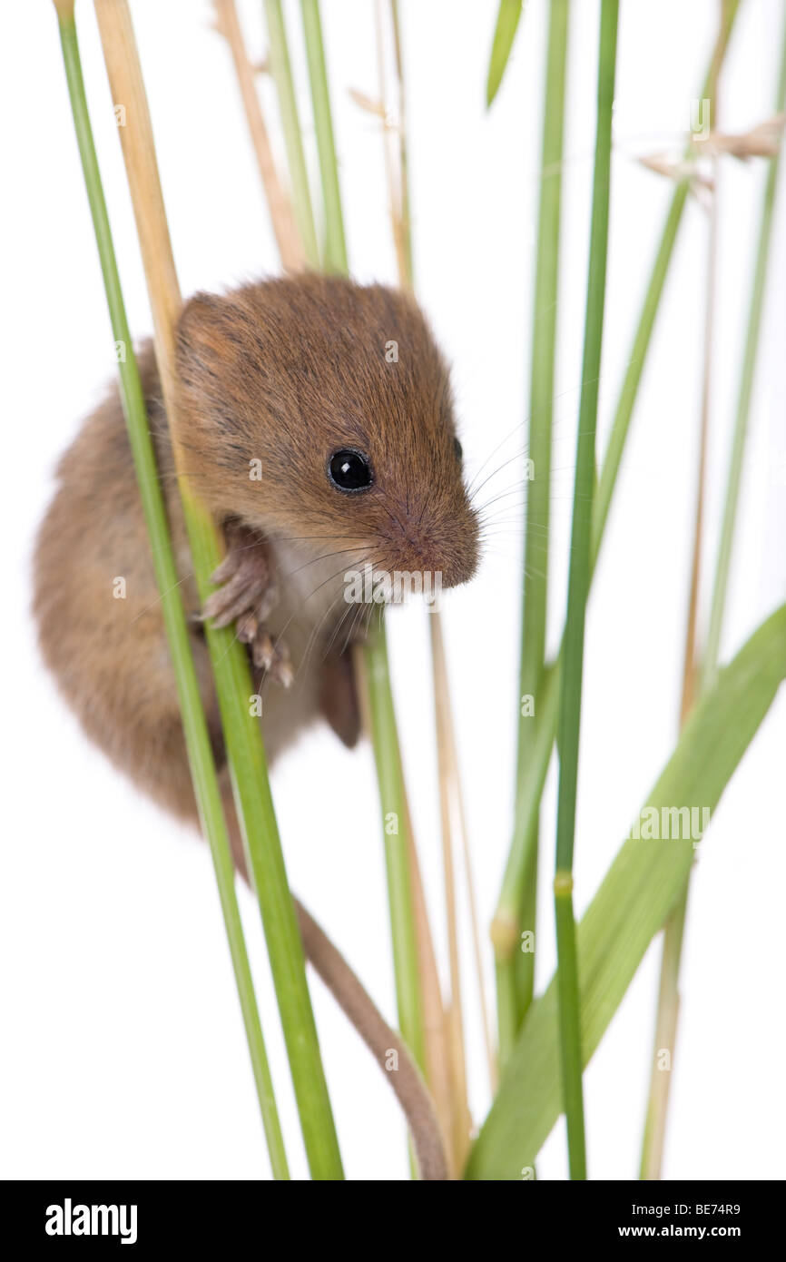 Harvest Mouse, Micromys minutus, climbing on blade of grass, studio shot Stock Photo