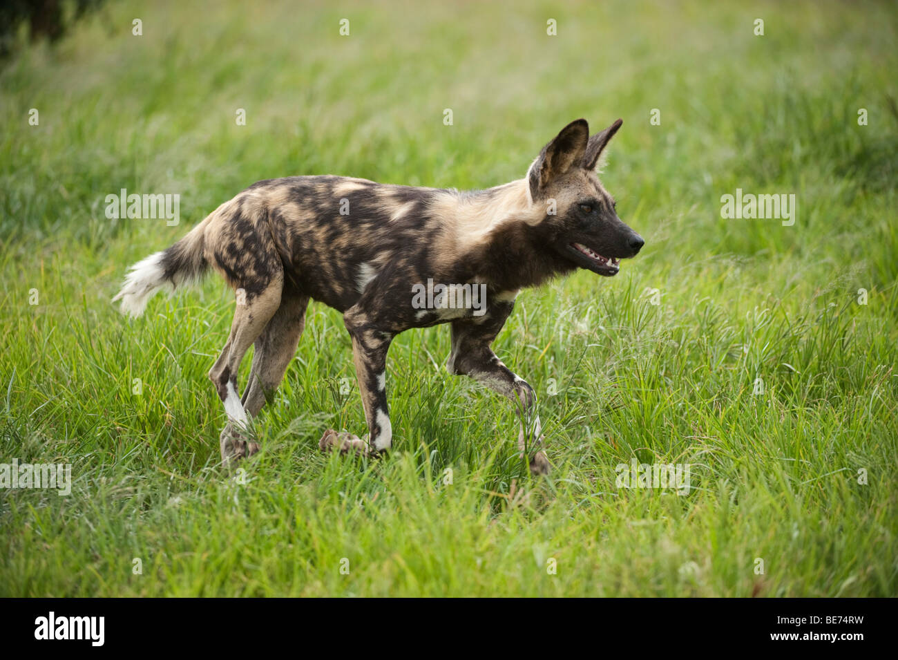 Wild dog (Lycaon pictus), Hoedspruit Endangered Species Centre, Kapama, South Africa Stock Photo