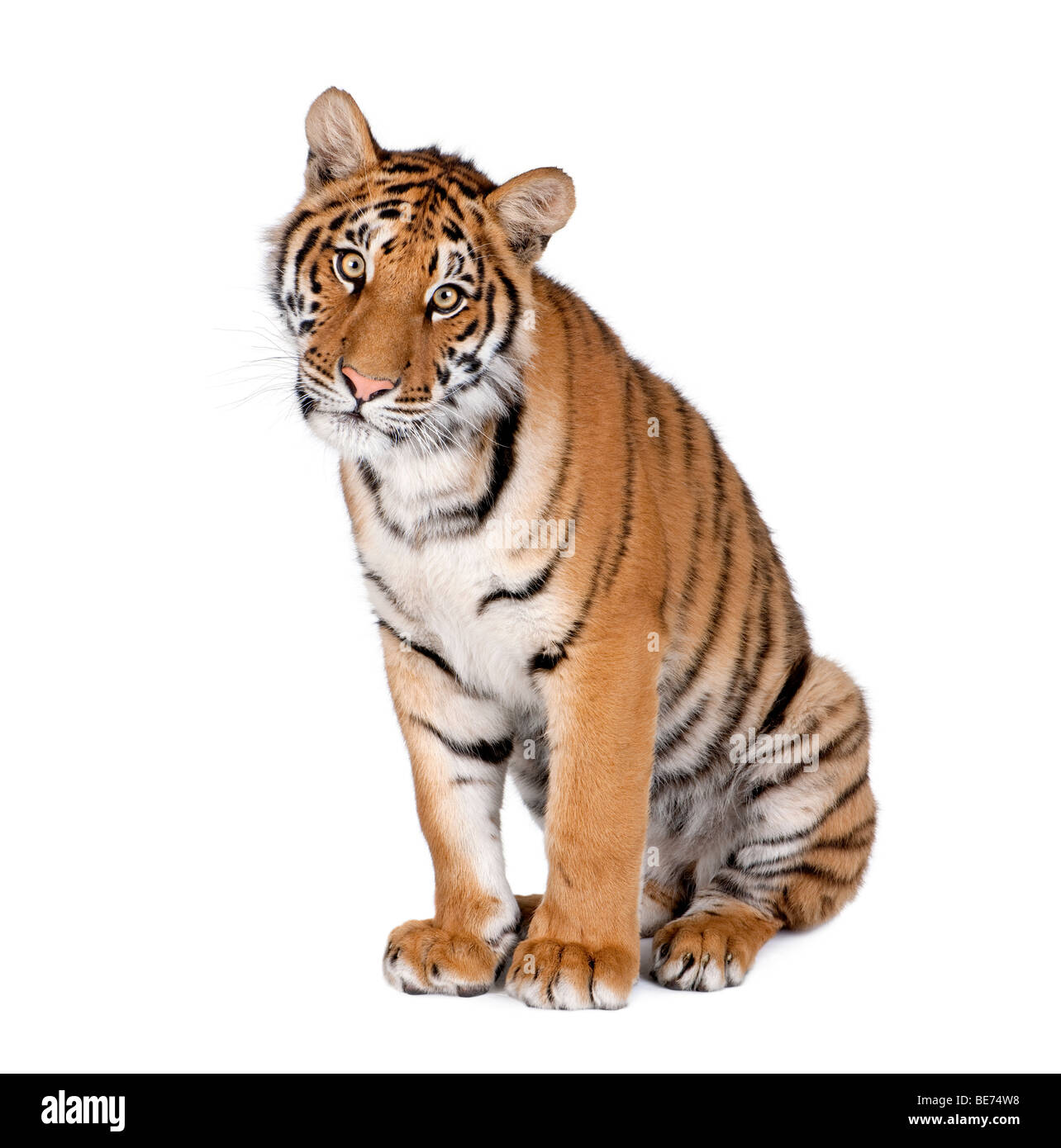 Portrait of Bengal Tiger, Panthera tigris tigris, 1 year old, sitting in front of white background, studio shot Stock Photo