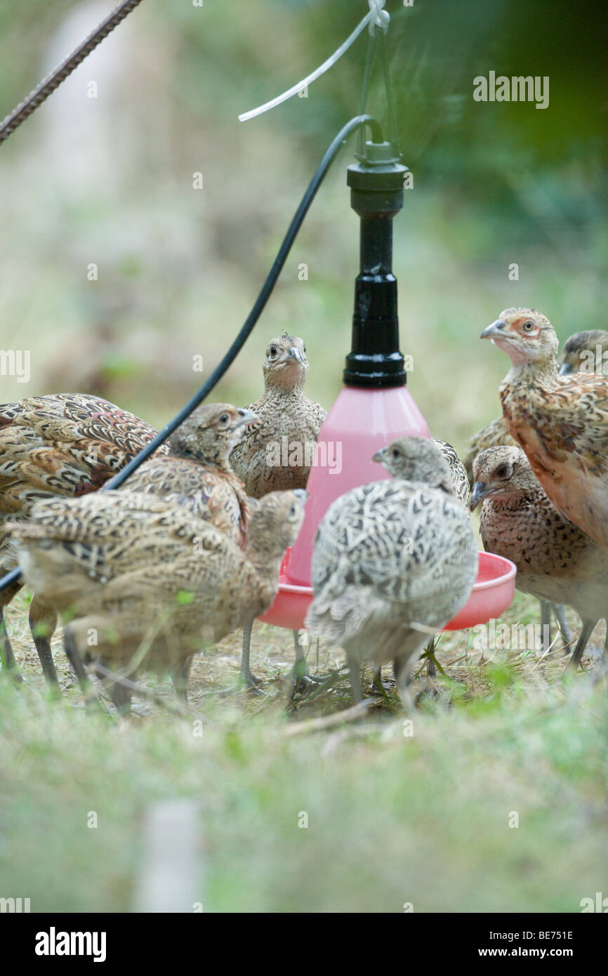 Pheasant Phasianus colchicus. 14 week old female poults gathered around water station in release pen. Stock Photo