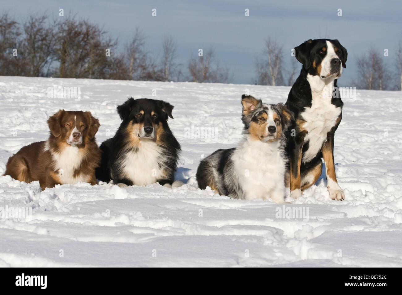 Three Australian Shepherds and a Greater Swiss Mountain Dog next to each  other in the snow Stock Photo - Alamy