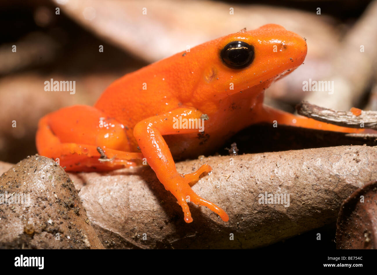 Golden mantella frog, a Critically Endangered amphibian unique to Madagascar. Stock Photo