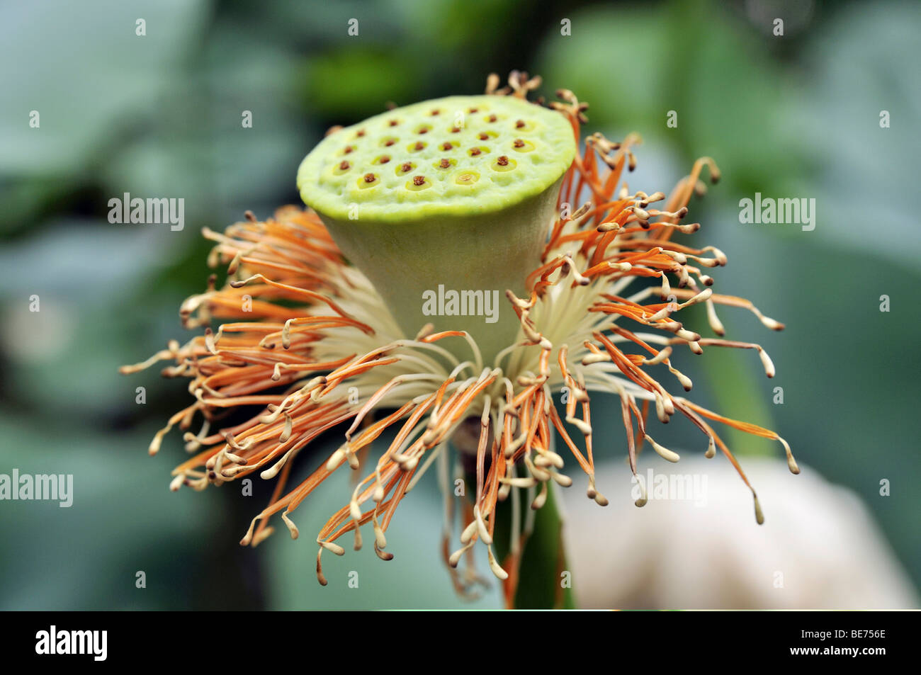 Lotus Flower (Nelumbo nucifera) seeds capsule Stock Photo