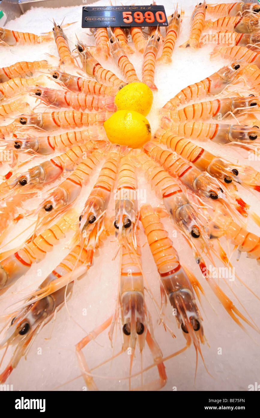Fresh Australian Scampi, Sydney Fish Market, Sydney, New South Wales, Australia Stock Photo Alamy Fresh Australian Scampi, Sydney Fish Market, Sydney, New South Wales, Australia Stock Photo Alamy