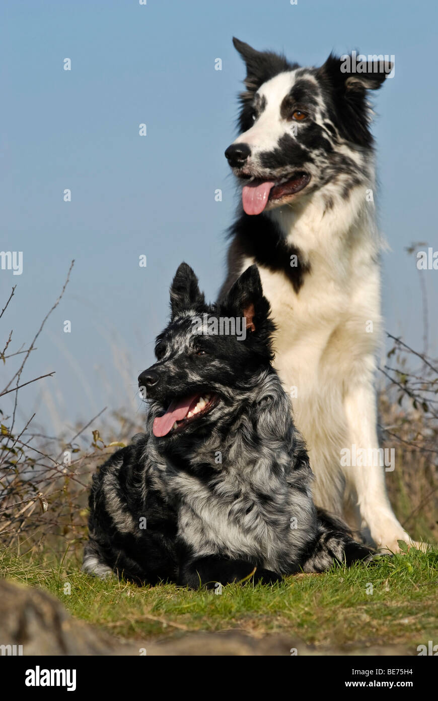 Sitzender Border Collie Sitting Border Hi res Stock Photography And 