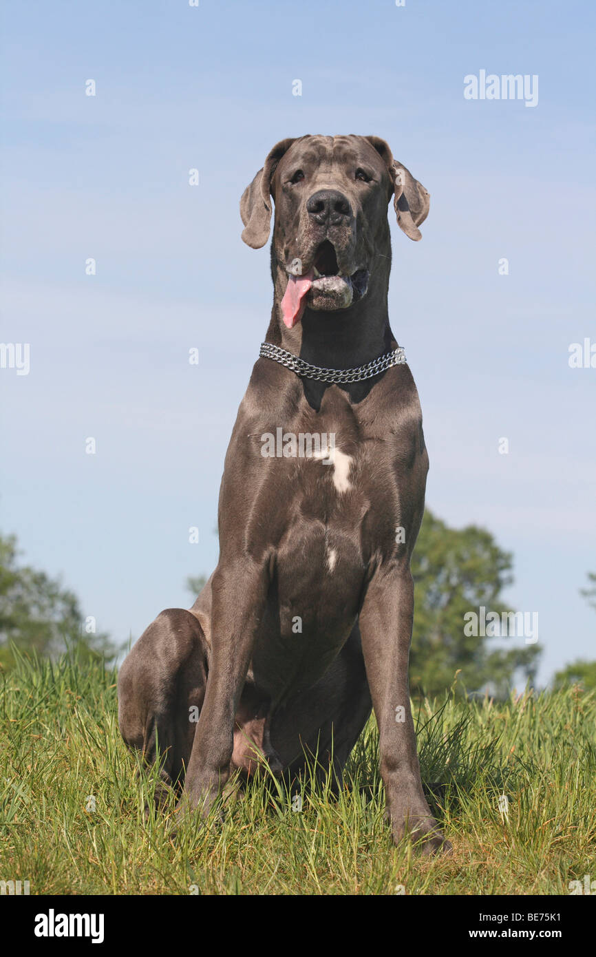 Great Dane sitting on a meadow Stock Photo