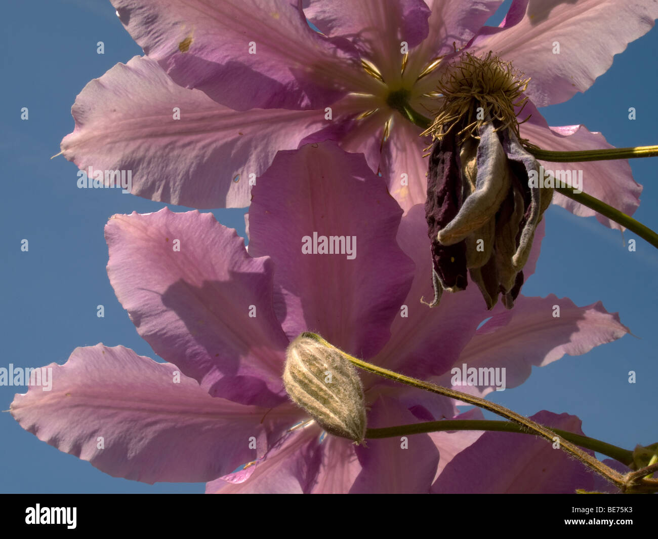Clematis flower & seed pod Stock Photo - Alamy