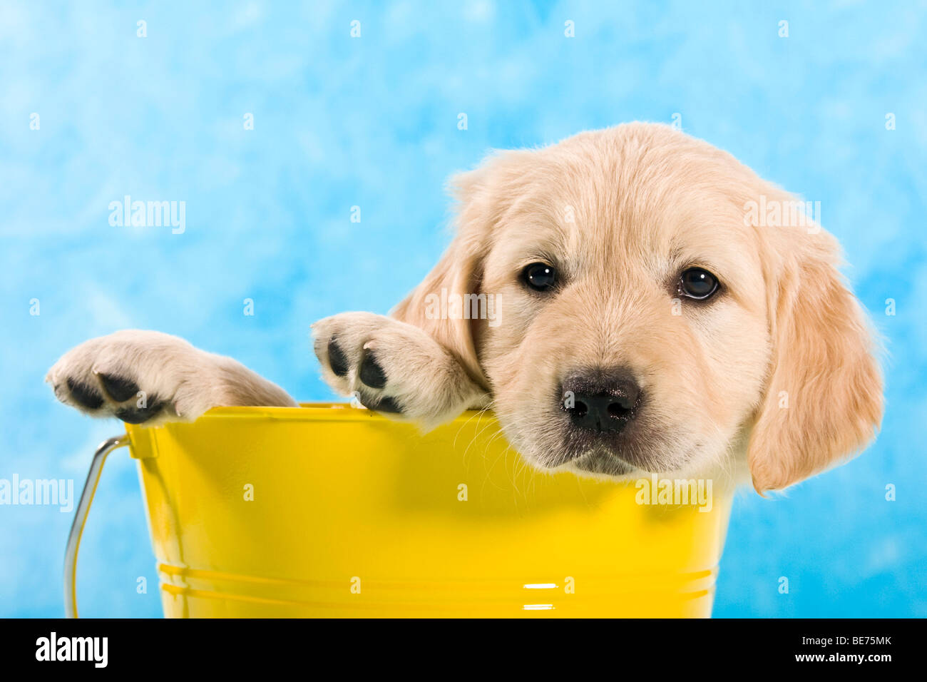 Im Eimer High Resolution Stock Photography and Images - Alamy