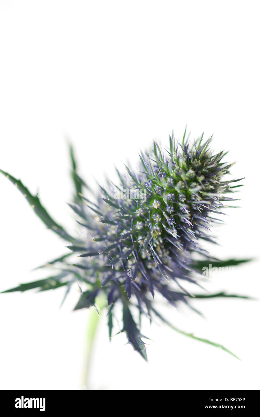 sea holly thistle type flower close up Stock Photo