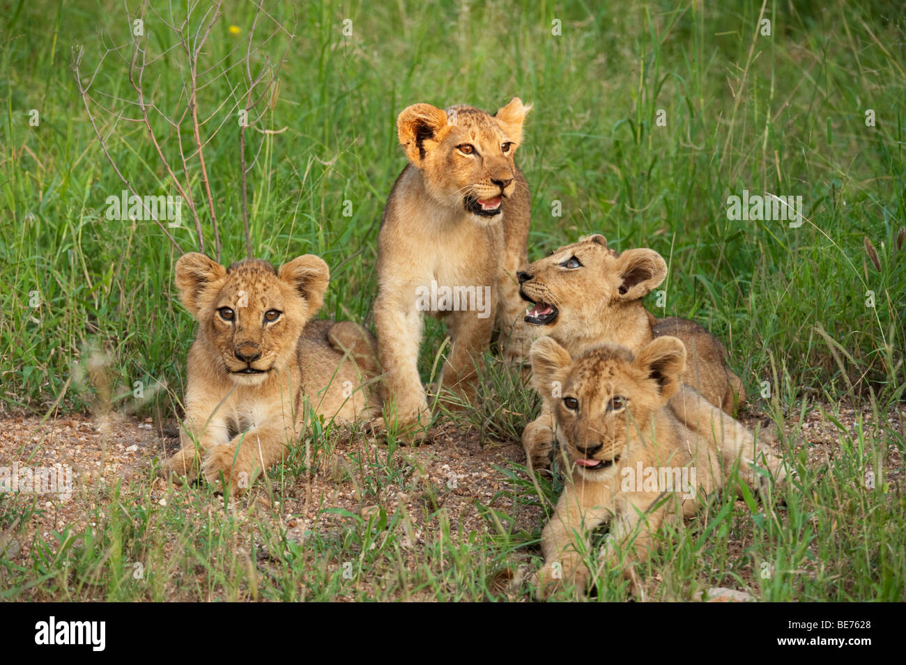 Lion cubs (Panthero leo), Kruger National Park, South Africa Stock Photo